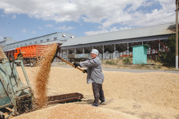 Почему новые квоты на экспорт зерна не помешают агробизнесу заработать 